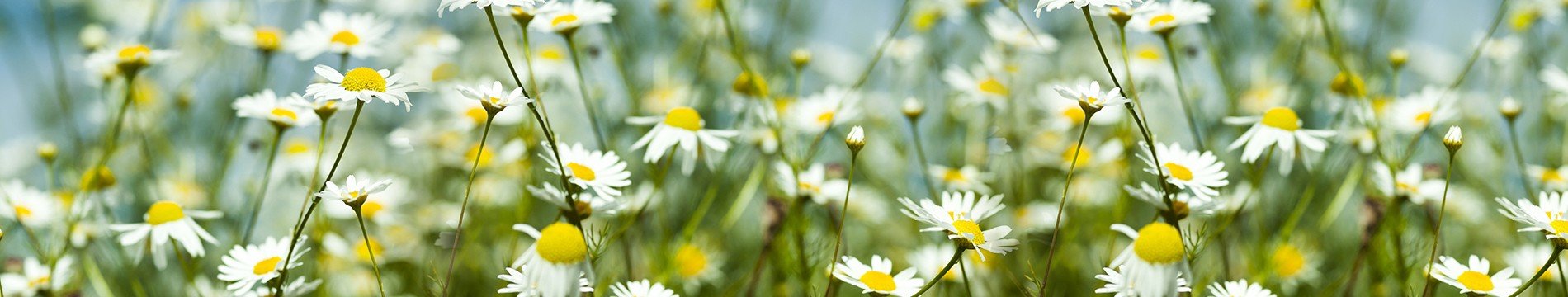 Tissu Mask ENG01 3 unknown benefits of camomile for your face