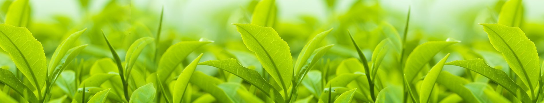 Tissu Mask ENG02 5 secrets about green tea you need to know and use on your facial skin