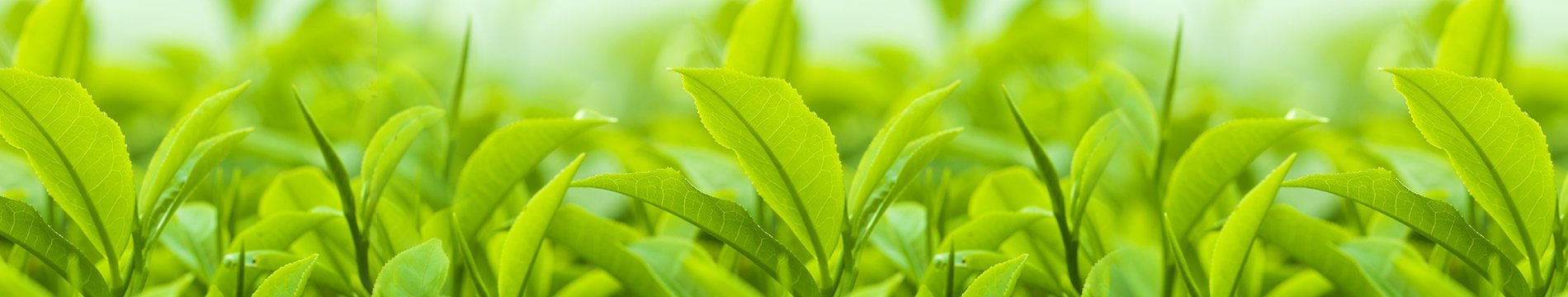 tissu_mask_eng02_5_secrets_about_green_tea_you_need_to_know_and_use_on_your_facial_skin