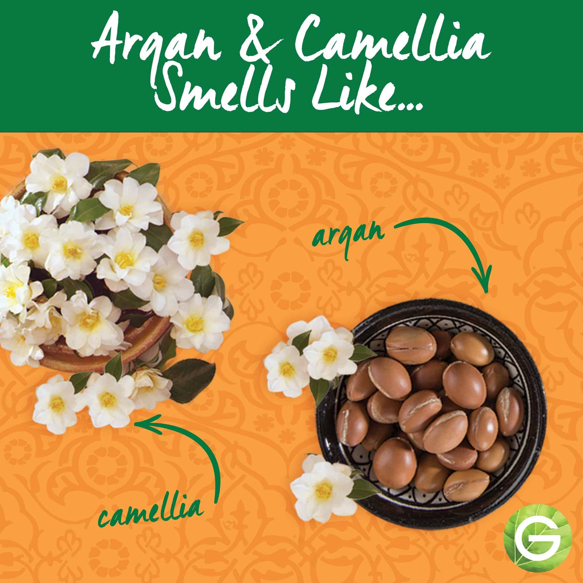 ARGAN CAMELLIA ENHANCED IMAGE 4 V3