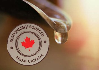 Maple Sap